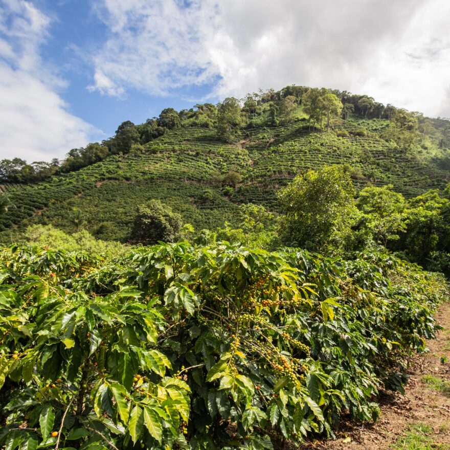 coffee plantation in costa rica