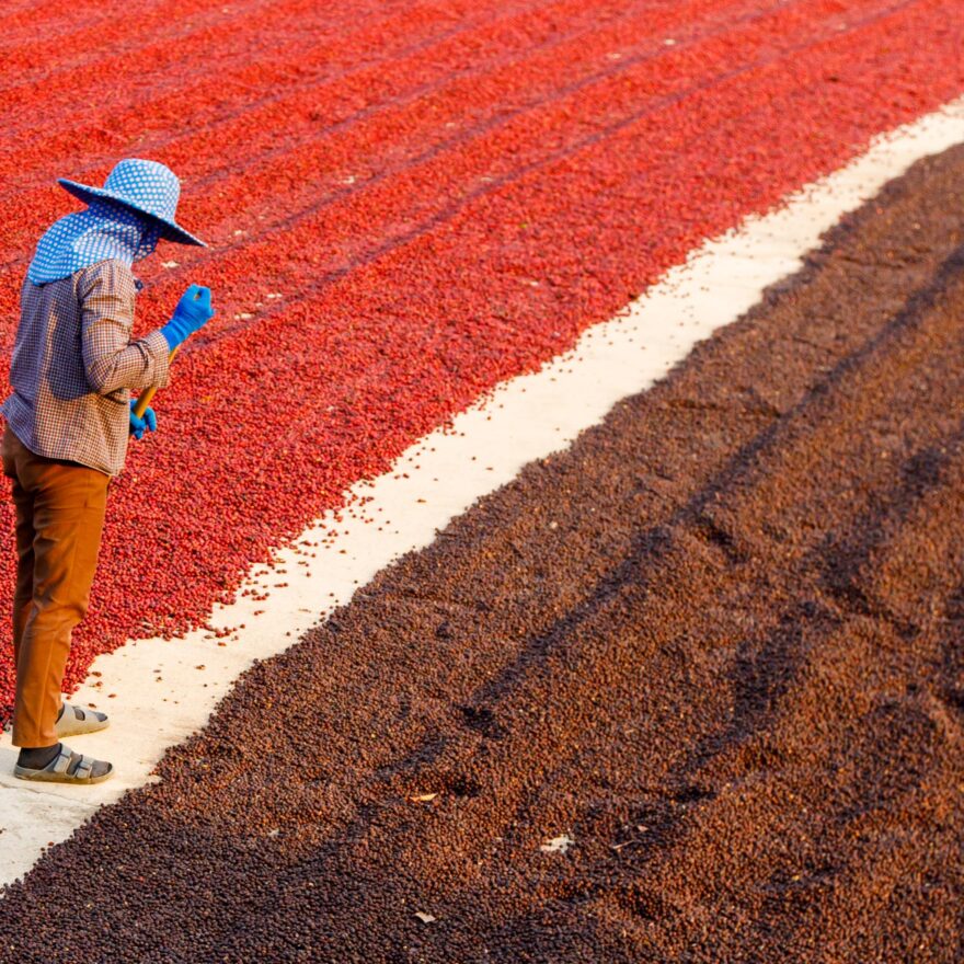 drying coffee beans in the sun