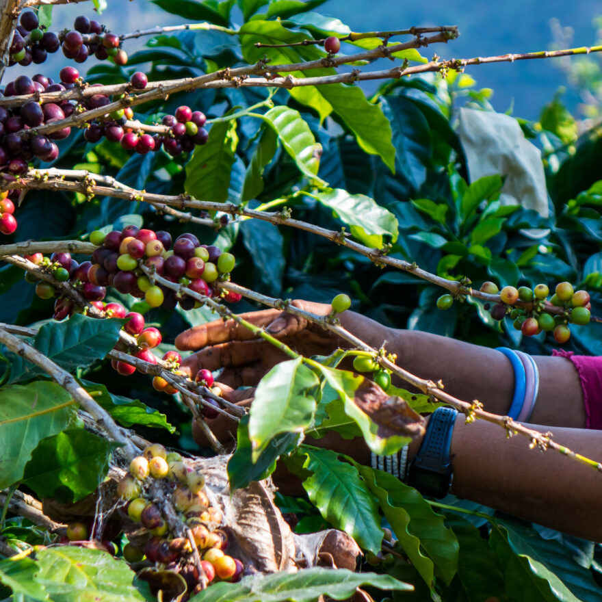 hand picking coffee from a tree