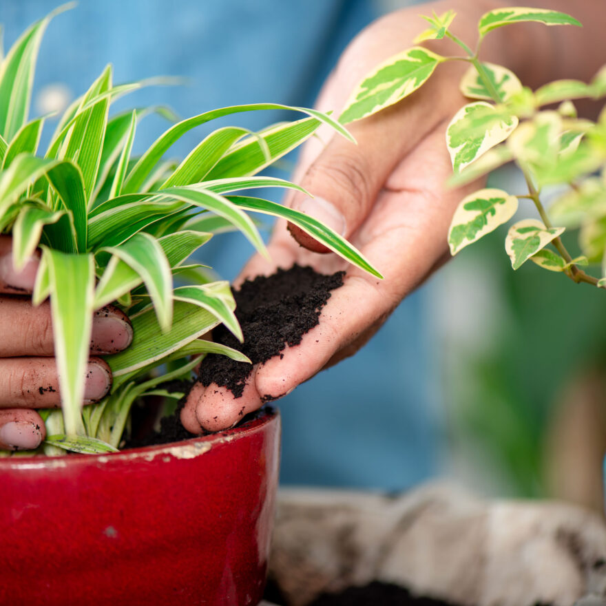hand putting coffee grounds into potted plant